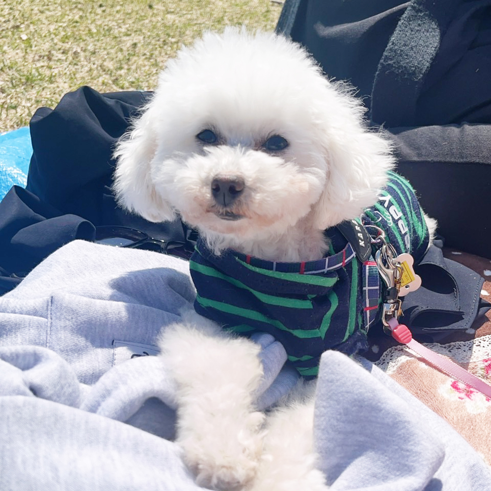 野澤先生の愛犬、とわちゃん＆おはなちゃん☆